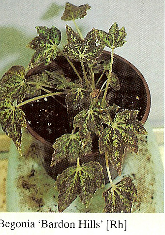 B. ‘Bardon Hills’